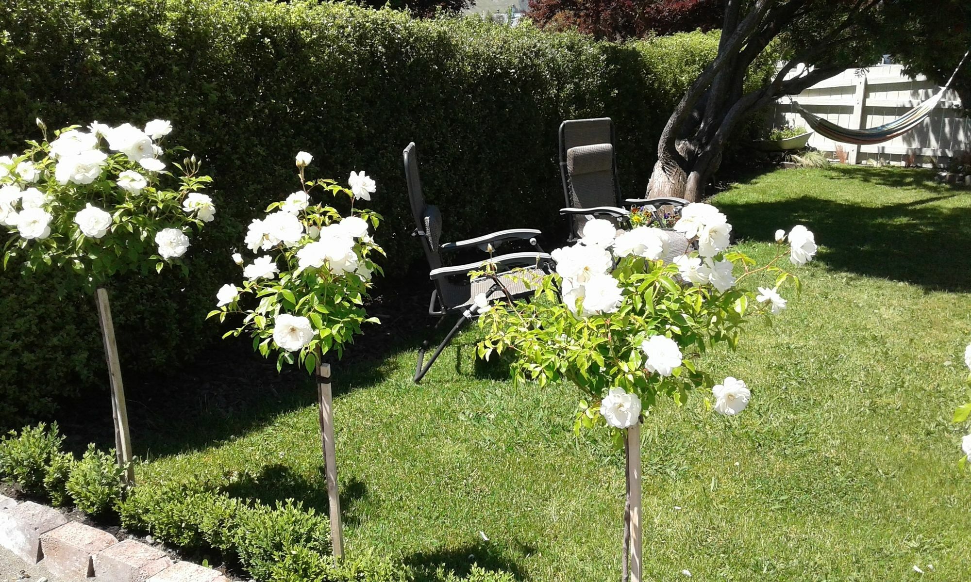 ביאנהיים Coeden Cottage מראה חיצוני תמונה